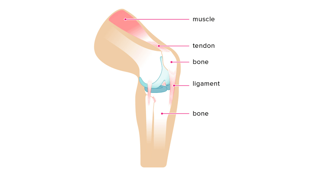 Ligament and tendons