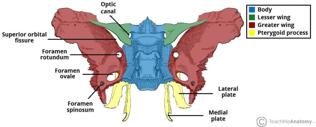 Sphenoid