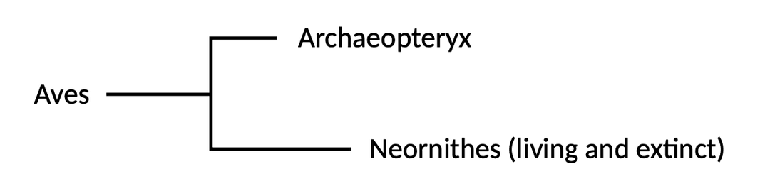 Aves phylogeny
