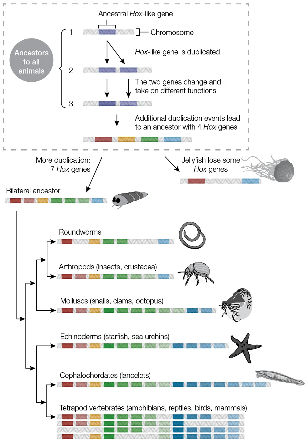 Hox evolution