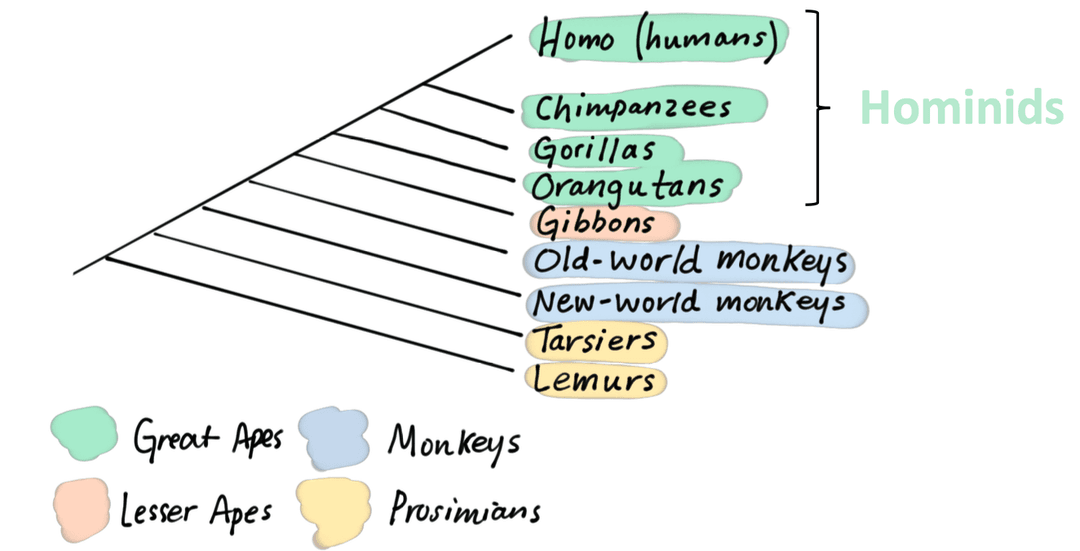 Primate phylogeny