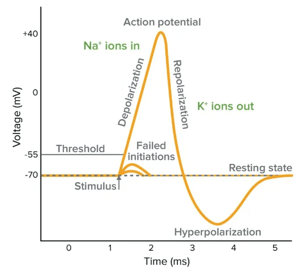 Action potential