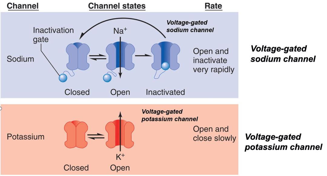 Voltage-gated channels