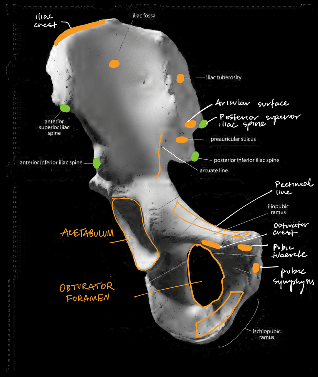 Os Coxae Anterior View