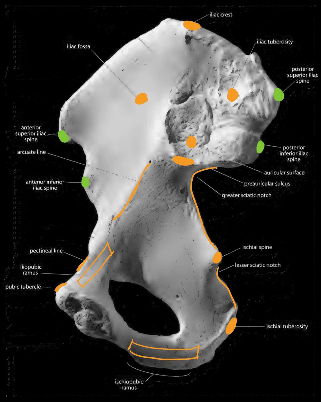 Os Coxae Medial View