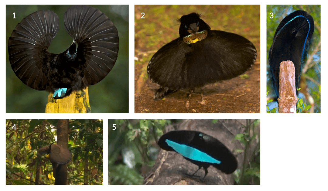 Birds of paradise black oval