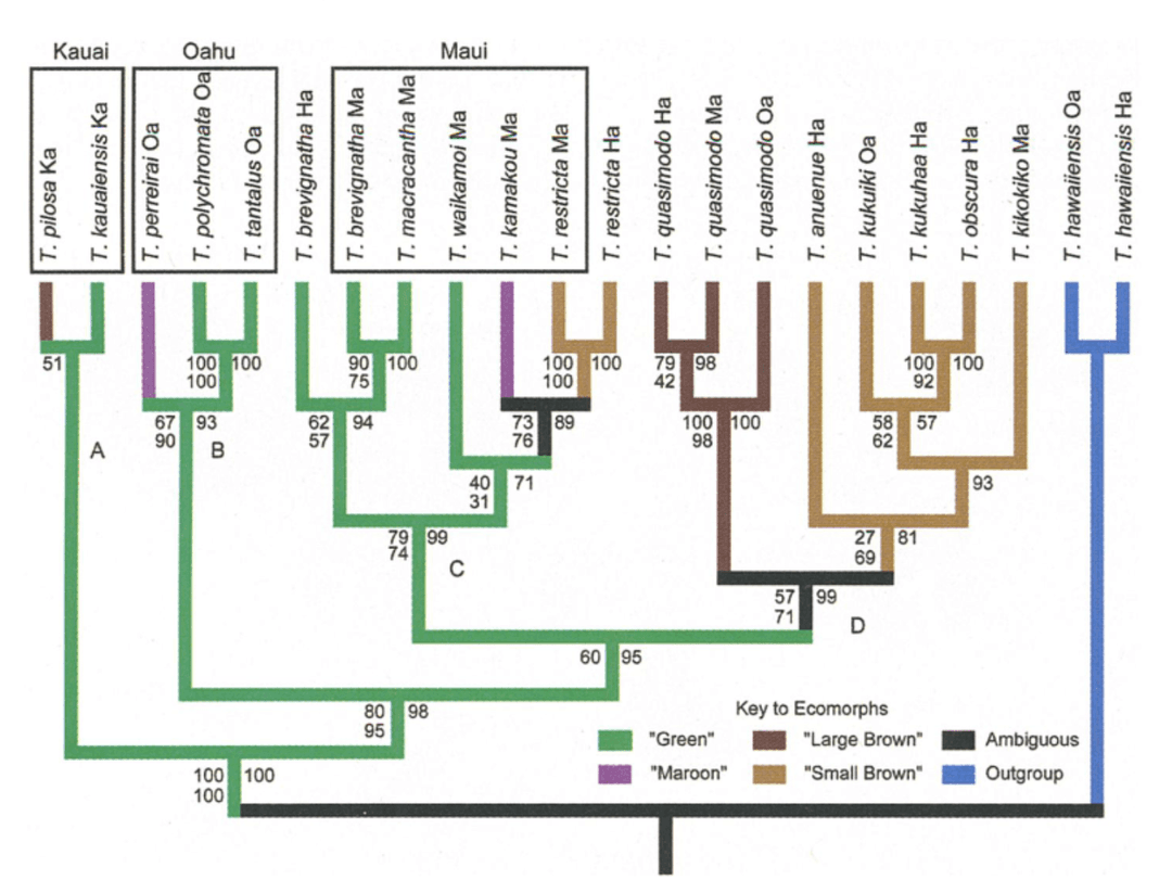 Happyface phylogeny