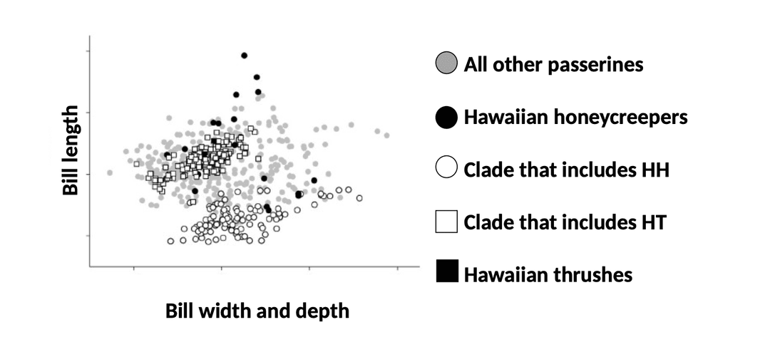 Passerine morphology
