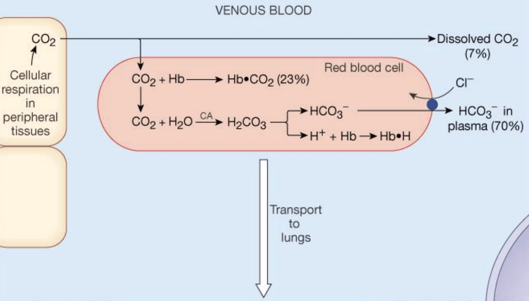 Carbon dioxide transport
