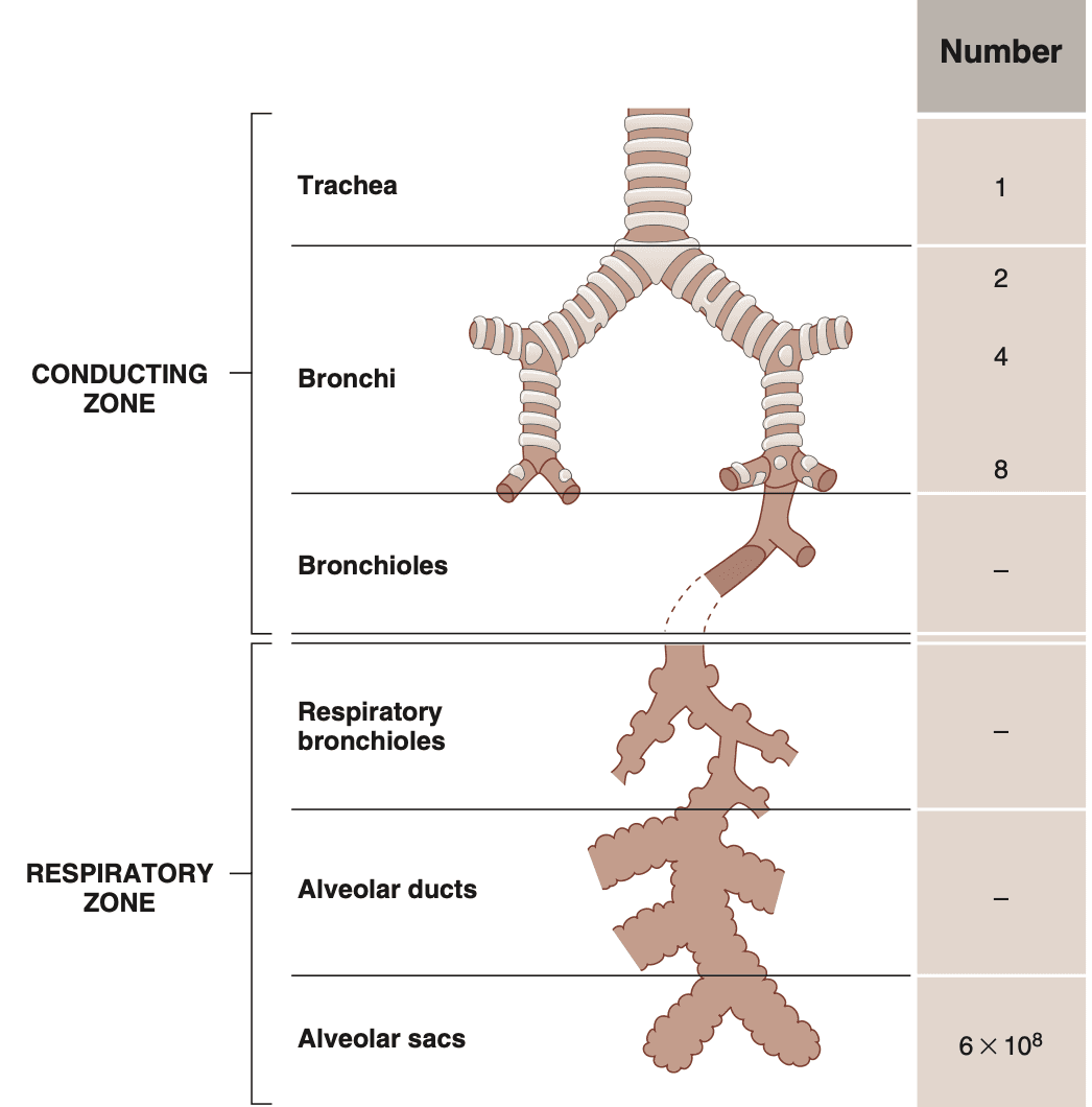 Respiratory system structure